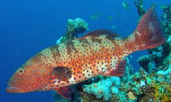 Coral Grouper off Sharm, Olympus SP-350, Sea&Sea YS-25 st... by Carl Wrightson 